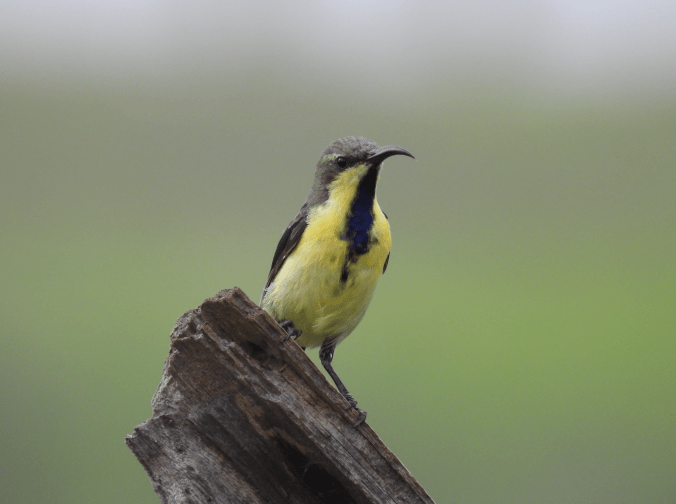 Purple Sunbird by Ramesh Desai - Organikos