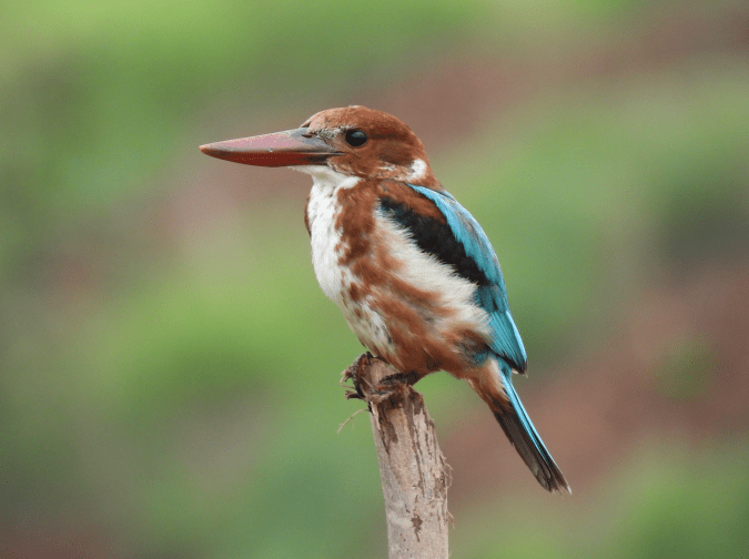 White-throated Kingfisher by Ramesh Desai - Organikos