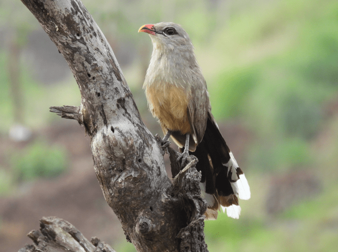 Sirkeer Malkoha by Ramesh Desai - Organikos