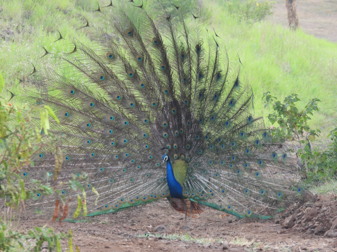 Indian Peacock by Ramesh Desai - Organikos