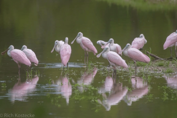 Roseate Spoonbill by Richard Kosteche - Organikos