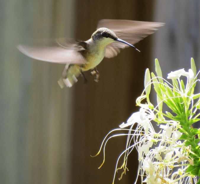ruby-throated hummingbird by Nancy Buron - Organikos