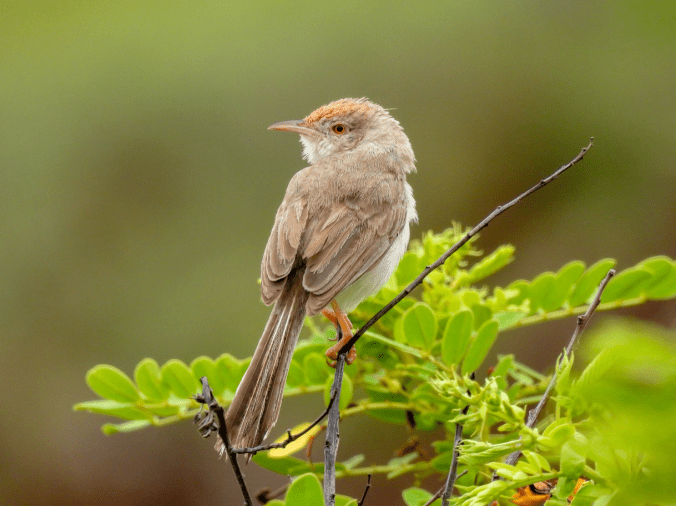 Rufous-fronted Prinia by Ramesh Desai - Organikos