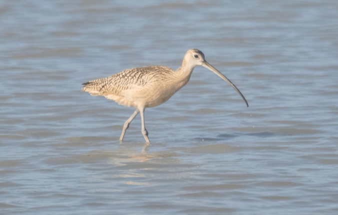 Long-billed Curlew by Richard Kostecke - Organikos