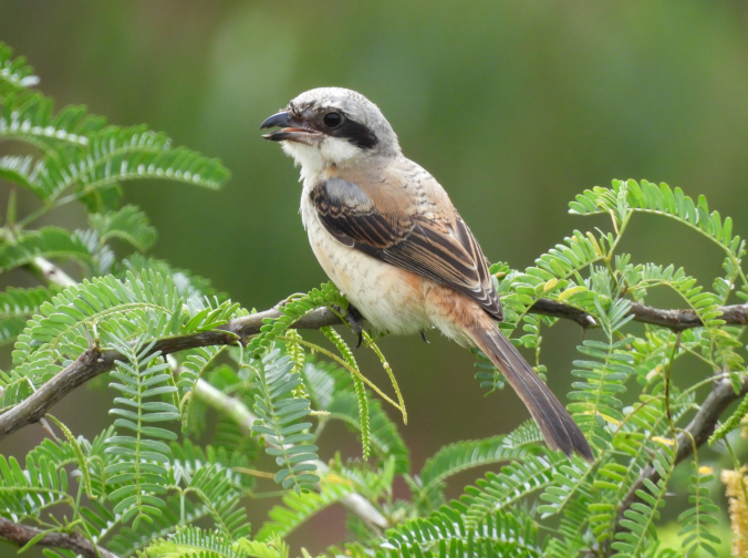 Long-tailed Shrike by Ramesh Desai - Organikos
