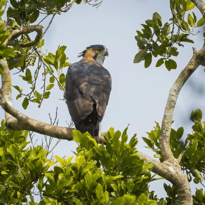 Ornate Hawk-Eagle by Daniel Aldana - Organikos