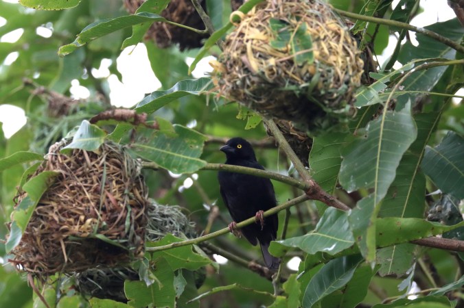 Vieillot's Weaver by Seth Inman - Organikos