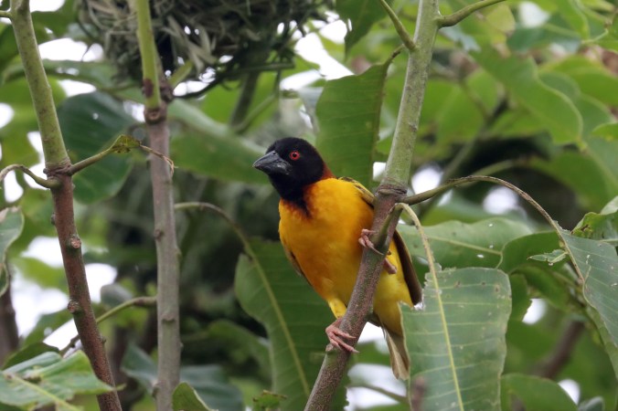 Village Weaver by Seth Inman - Organikos