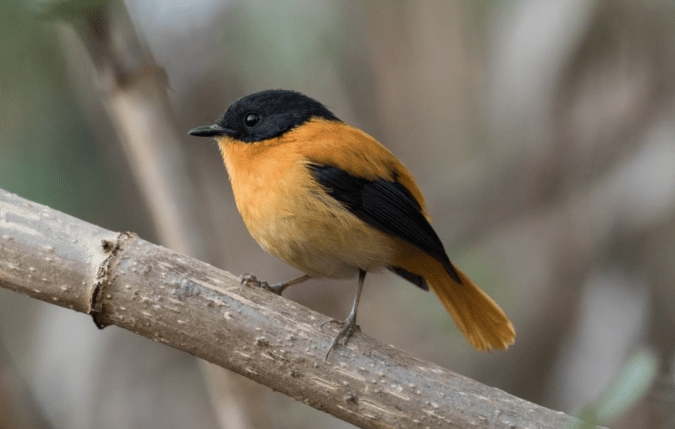 Black-and-Orange Flycatcher by Richard Kostecke - Organikos