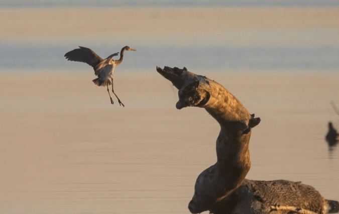 Tricolored Heron by Richard Kostecke - Organikos