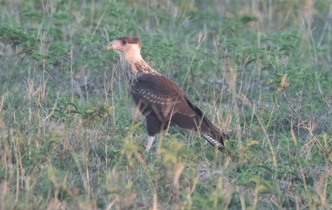 Crested Caracara by Richard Kostecke - Organikos