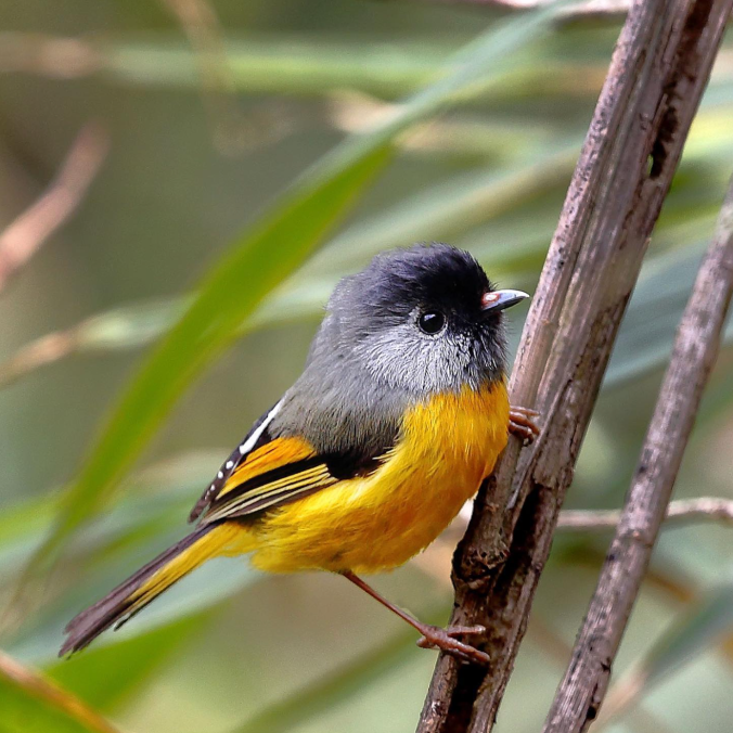 Golden-breasted Fulvetta by Gururaj Moorching - Organikos