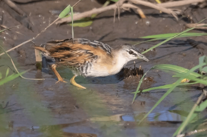Yellow-breasted Crake by Richard Kostecke - Organikos