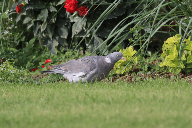 Common Wood-Pigeon by Seth Inman - Organikos