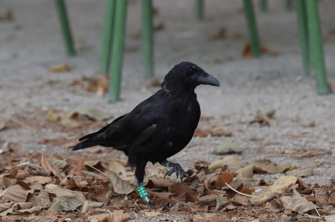 Carrion Crow by Seth Inman - Organikos