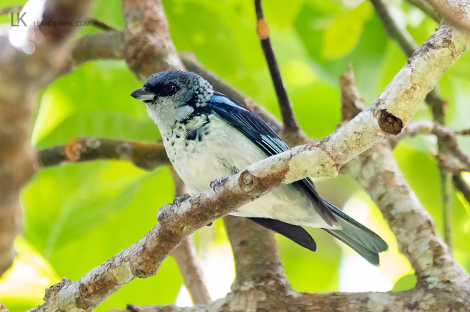Azure-rumped Tanager by Leander Khil - Organikos