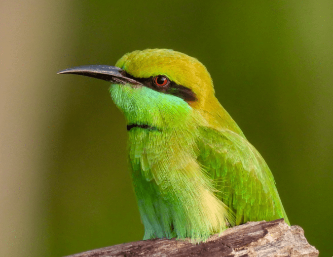 Green Bee-eater by Ramesh Desai - Organikos