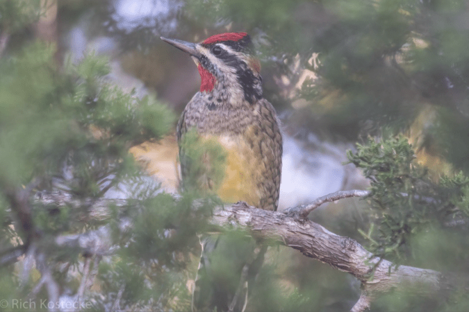 Red-naped Sapsucker by Richard Kostecke - Organikos