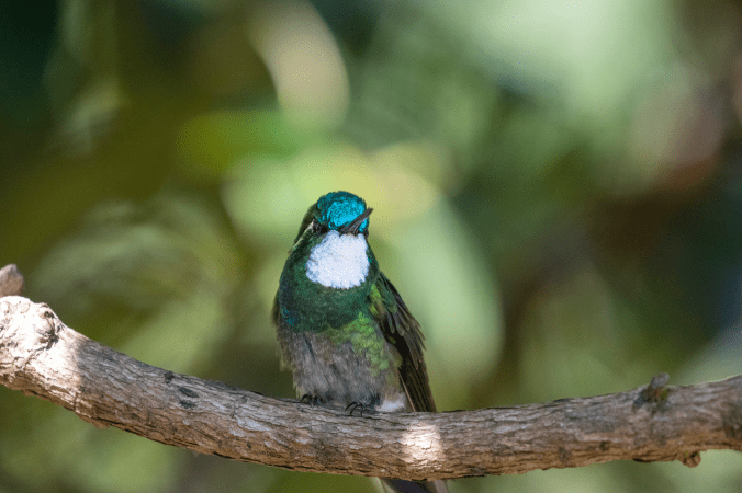 White-throated Mountain-gem by Seth Inman - Organikos