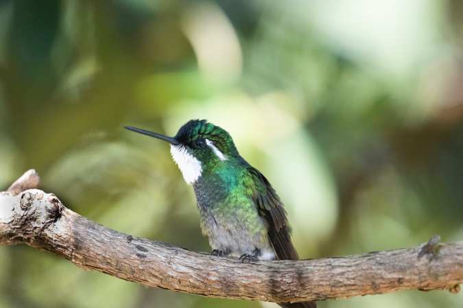 White-throated Mountain-gem by Seth Inman - Organikos