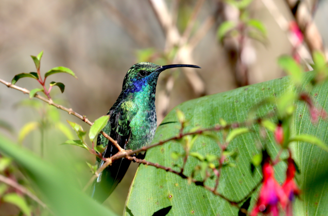 Lesser Violetear by Seth Inman - Organikos