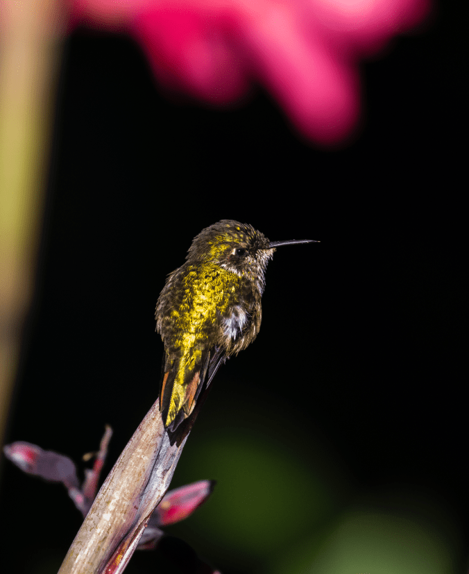 Volcano Hummingbird by Seth Inman - Organikos