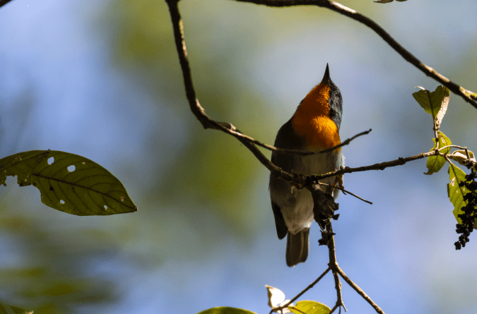 Flame-throated Tanager by Seth Inman - Organikos