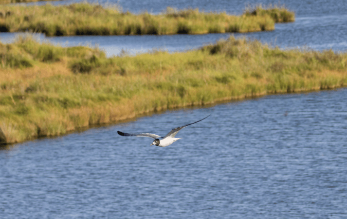 Laughing Gull by Seth Inman - Organikos