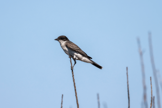 Eastern Kingbird by Seth Inman - Organikos