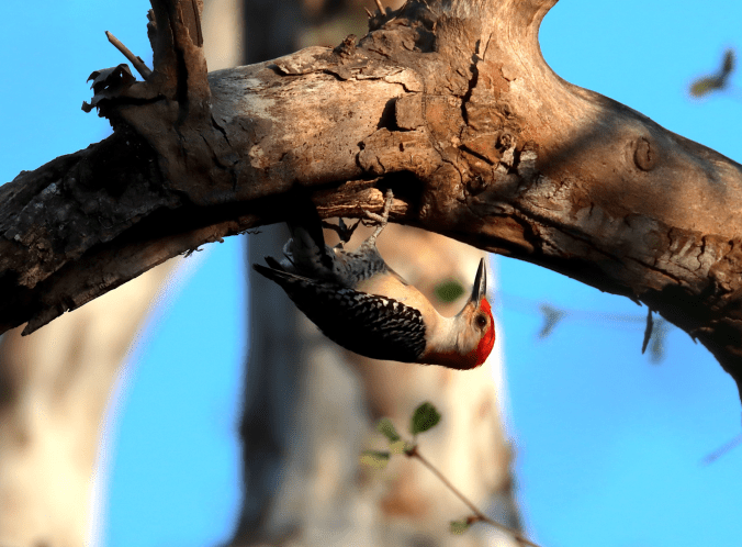 Red-bellied Woodpecker by Seth Inman - Organikos