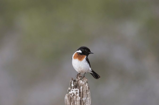 African Stonechat by Seth Inman - Organikos