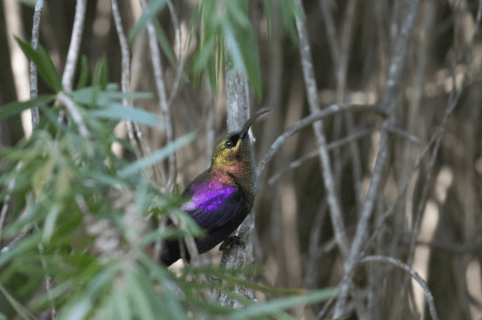 Tacazze Sunbird by Seth Inman - Organikos