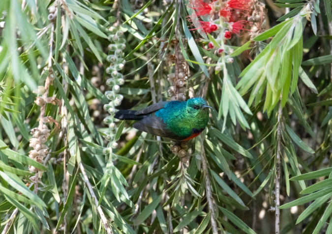 Northern Double-collared Sunbird by Seth Inman - Organikos