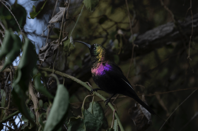 Tacazze Sunbird by Seth Inman - Organikos