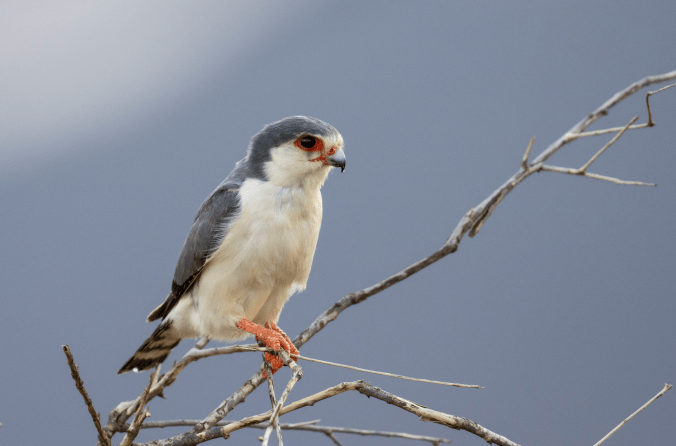 White-rumped Shrike by Seth Inman - Organikos