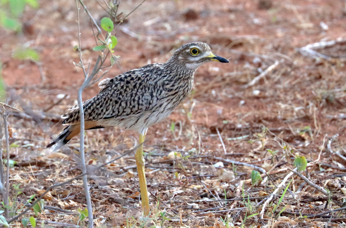 Spotted Thick-knee by Seth Inman - Organikos