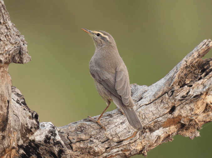 Sulphur-bellied Warbler by Ramesh Desai - Organikos