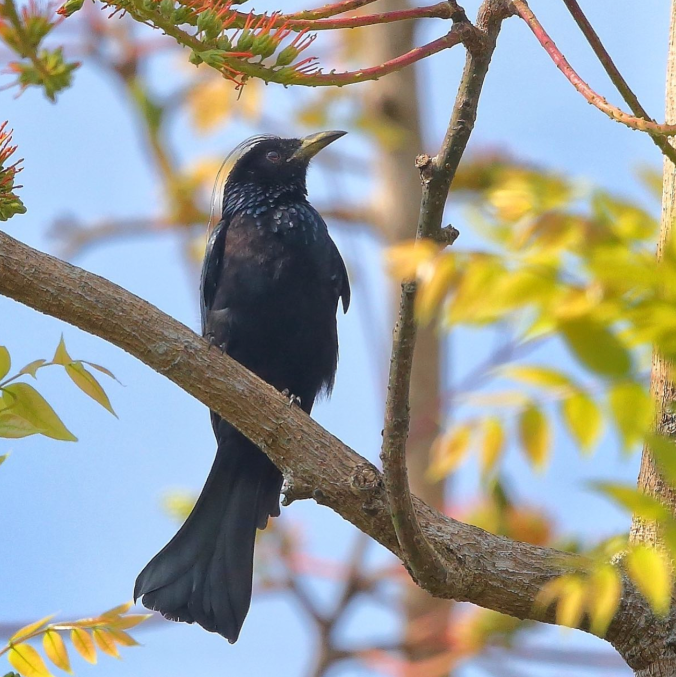 Hair-crested Drongo by Gururaj Moorching - Organikos