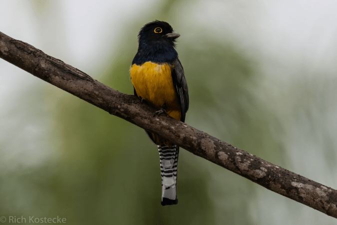 Gartered Trogon by Richard Kostecke - Organikos