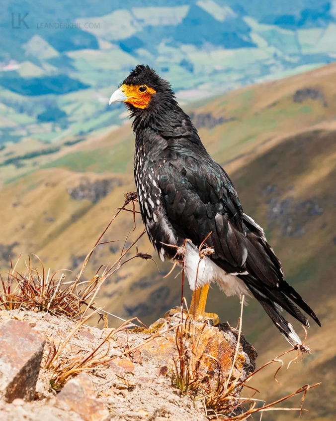 Carunculated Caracara by Leander Khil - Organikos