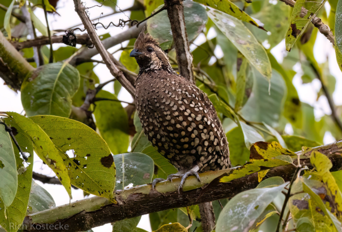 Crested Bobwhite by Richard Kostecke - Organikos