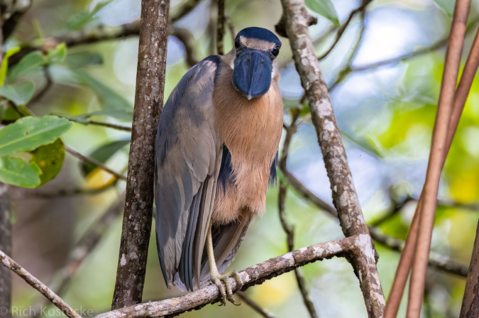 Boat-billed Heron by Richard Kostecke - Organikos