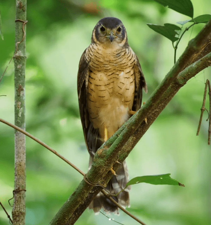 Barred Forest Falcon by Daniel Aldana - Organikos