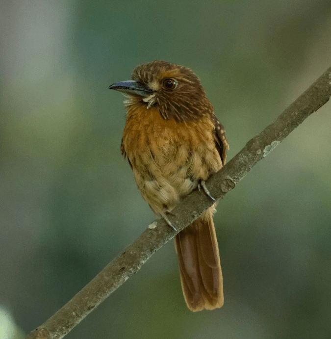 White-whiskered Puffbird by Daniel Aldana - Organikos