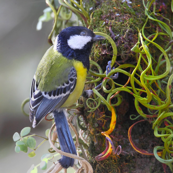 Green-backed Tit by Gururaj Moorching - Organikos