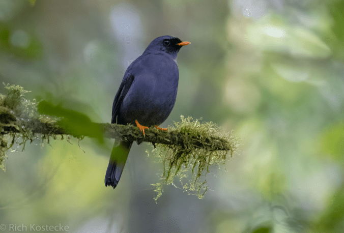 Black-faced Solitaire by Richard Kostecke - Organikos