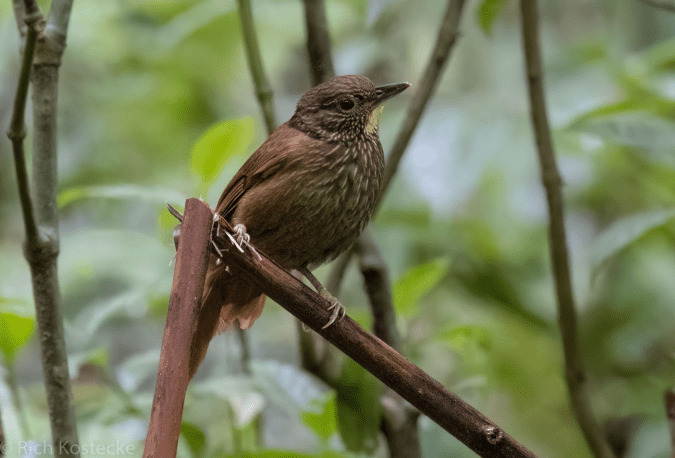Lineated Foliage-gleaner by Richard Kostecke - Organikos