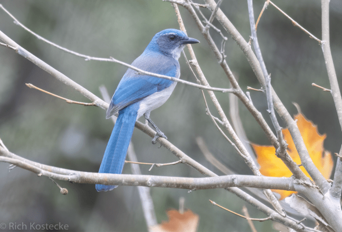Woodhouse's Scrub-Jay by Richard Kostecke - Organikos