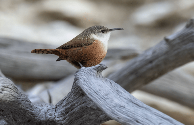 Canyon Wren by Richard Kosteche - Organikos