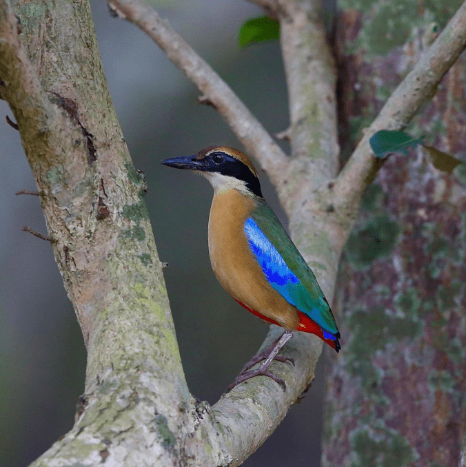 Mangrove Pitta by Gururaj Moorching - Organikos